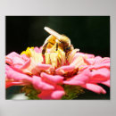 Recherche de zinnia rose Abeilles