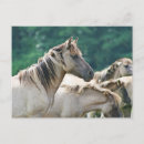 Recherche de troupeau de chevaux sauvages cartes postales Équin
