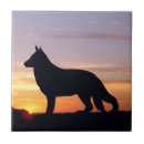 Recherche de chien berger carreaux Gsd