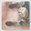 Recherche de personne chat dessous de verres Animal