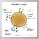 Recherche de bactéries posters Microbiologie