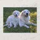 Recherche de mère et enfant cartes postales Chien