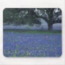 Recherche de bleuet tapis souris Nature