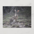 Recherche de jack jack cartes postales Lapin