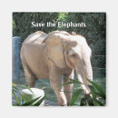 Recherche de défenses magnets Éléphant
