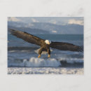 Recherche de flétan cartes postales Faune