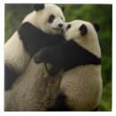 Recherche de champignon carreaux Faune