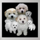 Recherche de frise bichon posters Chiots
