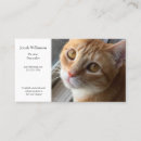 Recherche de chat mini cartes visite Animal de compagnie