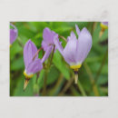 Recherche de crocus cartes postales Botanique