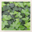 Recherche de lierre dessous de verres Nature