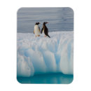 Recherche de steve magnets Animal