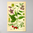 Recherche de solanum posters Fleur