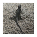 Recherche de lézard carreaux Faune