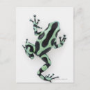 Recherche de grenouille verte cartes postales Pleine longueur