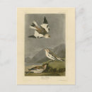 Recherche de audubon de john james cartes postales Illustration
