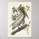 Recherche de pelican posters Peinture