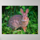 Recherche de rabbit posters Animal