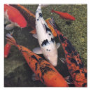 Recherche de effarouché posters Poissons