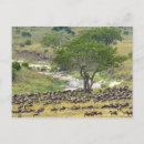 Recherche de gnous Tanzanie