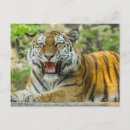 Recherche de tigre rayures cartes postales Gros chat