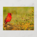 Recherche de buche cartes postales Oiseau