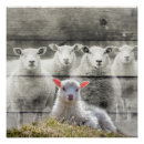Recherche de moutons posters Troupeau de moutons