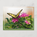 Recherche de baume cartes postales Rose