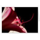 Recherche de stamens Fleur