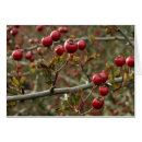 Recherche de aubépine cartes postales Automne