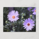 Recherche de fleur violette cartes postales Plante