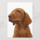 Recherche de hound invitations Hound dog photo