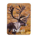 Recherche de caribou Faune