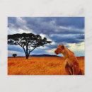 Recherche de lionesse cartes postales Afrique