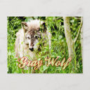 Recherche de gris loup Canis