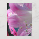 Recherche de lilium cartes postales Rose