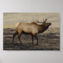 Recherche de bramante posters Wapiti