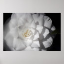 Recherche de camellia posters Printemps