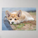 Recherche de laying posters Chien