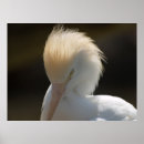 Recherche de regard posters Animal