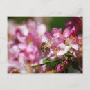Recherche de pommier cartes postales Fleurs de pommier