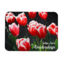 Recherche de de tulipe magnets Amsterdam