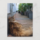 Recherche de chat maison vœux cartes Chats