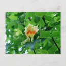 Recherche de arbre tulipe cartes postales Nature