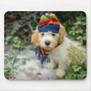 Recherche de chiot tapis souris Animal familier