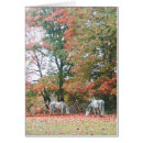 Recherche de cheval arabe cartes postales Beau