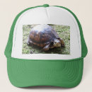 Recherche de tortue casquettes Adorable