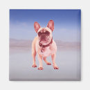 Recherche de bouledogue français tissus Amoureux de les chiens