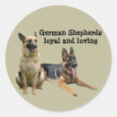 Recherche de bergers allemands autocollants Chien