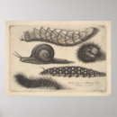 Recherche de chenille posters Escargot